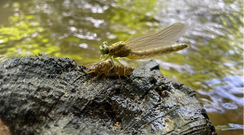 Eine frisch geschlüpfte Libelle - die Exuvie ist noch unter der Libelle erkennbar